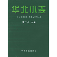 华北小麦