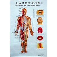 人体经络穴位挂图(3张附说明书)