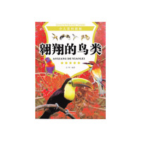 翱翔的鸟类