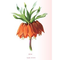 花之语：英国古典版画里的花草秘事