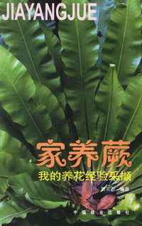 我的养花经验采撷 家养蕨