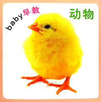 baby早教：动物
