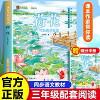 课本作家带你读：荷花三年级下册
