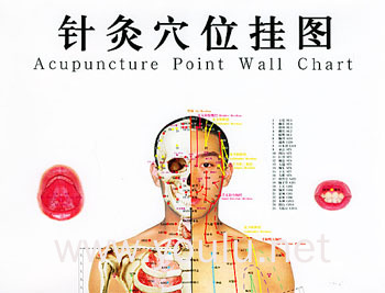 针灸穴位挂图 男性