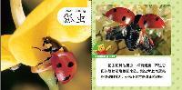 0-3岁-鸟和昆虫-小熊维尼我的第一套动物翻翻书