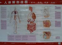 人体解剖挂图-循环.消化.呼吸.生殖
