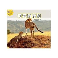 可爱的猎豹