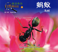 蚂蚁——新法布尔自然观察法（第一辑 昆虫王国）