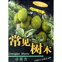 常见树木.2南方