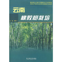 云南橡胶树栽培