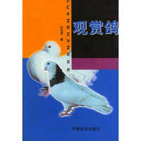 观赏鸽