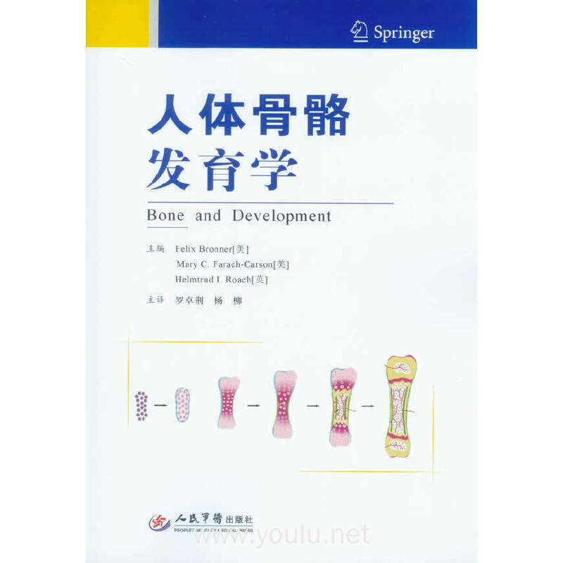 人体骨骼发育学