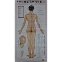 人体经络穴位标准挂图(女性)-3张.附解说册1份