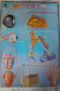 感觉器官-科普教育立体挂图
