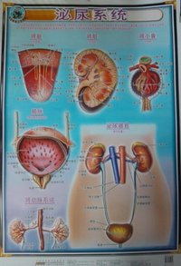 泌尿系统-科普教育立体挂图
