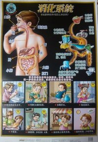 消化系统-科普教育立体挂图