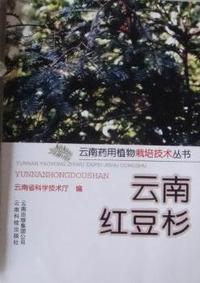 云南红豆杉