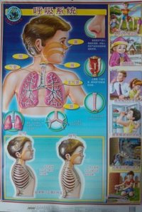 呼吸系统-科普教育立体挂图