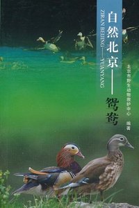 自然北京——鸳鸯