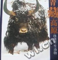 青藏高原珍稀野生动物