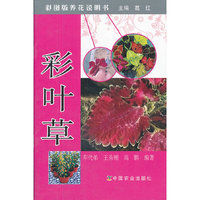 彩叶草-彩图版养花说明书