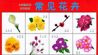 小海豚启蒙双面挂图——常见花卉（注音版）