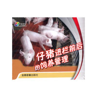 仔猪进栏前后的饲养管理（VCD）
