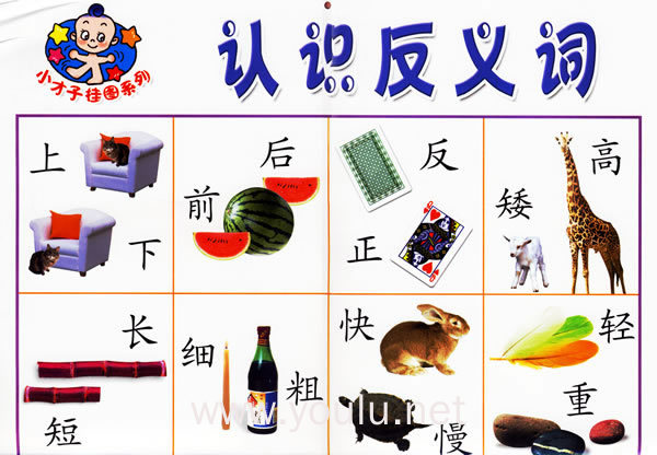 小才子挂图系列:认识量词,认识反义词(注音版)