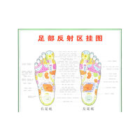 足部反射区挂图