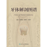 牙体解剖图谱